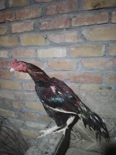 lakha birds lakhi Madi