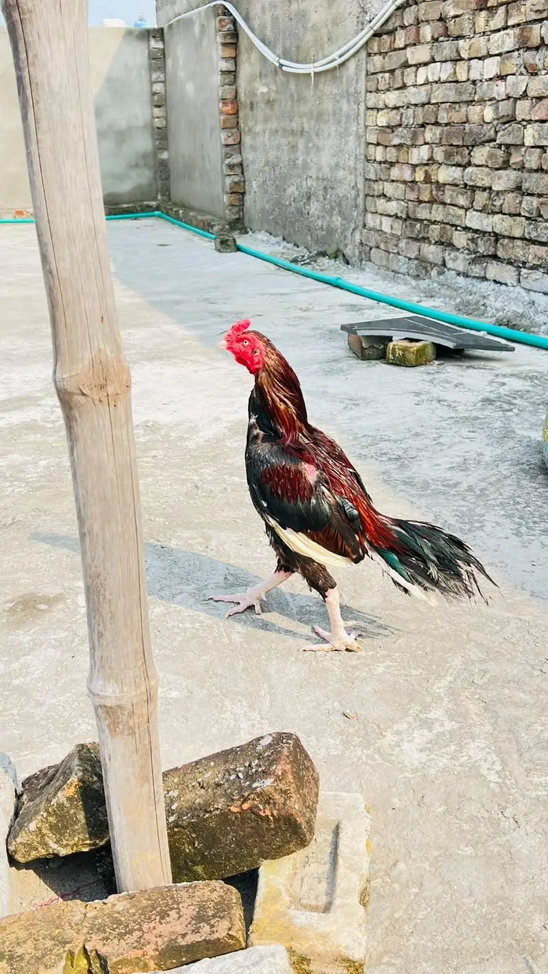 lakha birds lakhi Madi — photo 2
