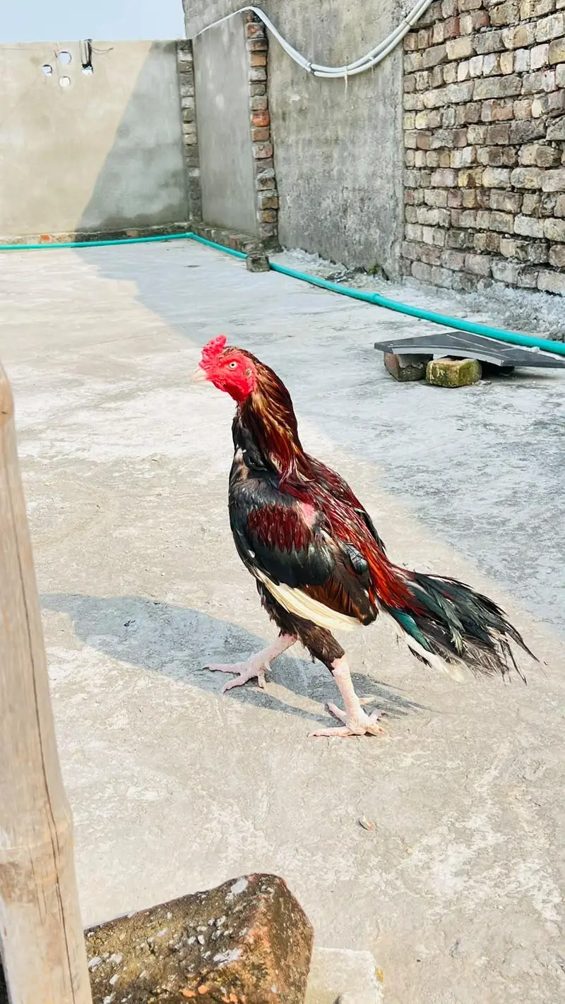 lakha birds lakhi Madi — photo 3