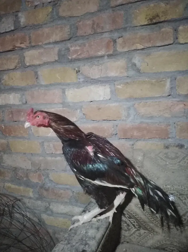 lakha birds lakhi Madi — photo 4