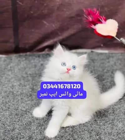Persian cat for sale 2 month age