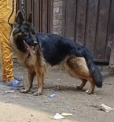 Pink Pedigree Long Coat Female for sale