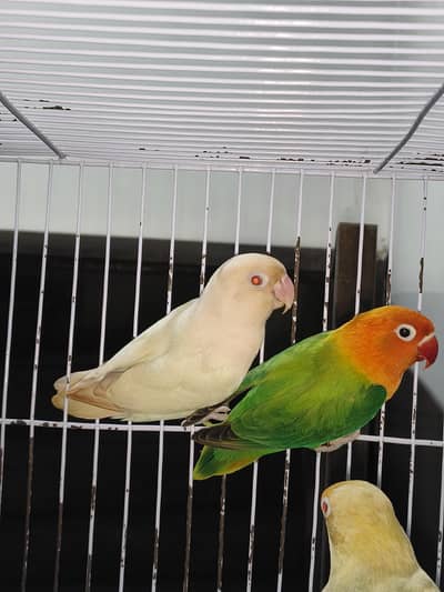Green opaline X Albino red eyes