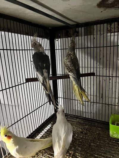 Kasi na Jo bird sale karna ha vo rabta kra surf sale kra