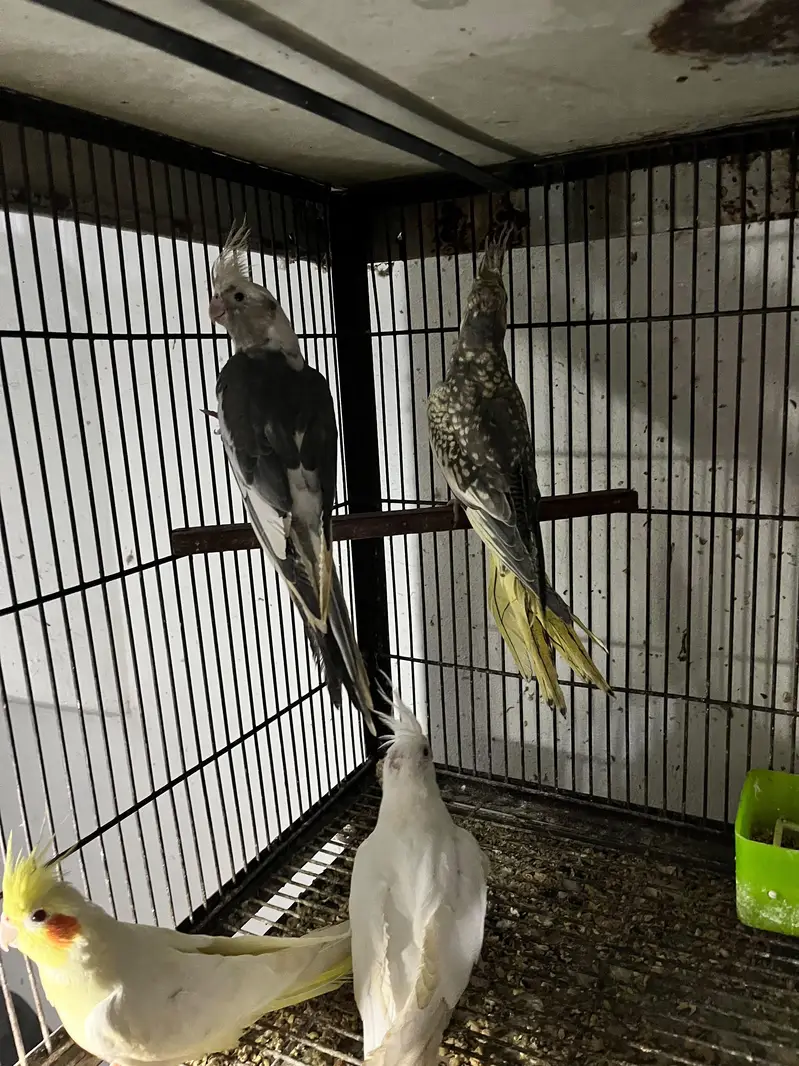 Kasi na Jo bird sale karna ha vo rabta kra surf sale kra