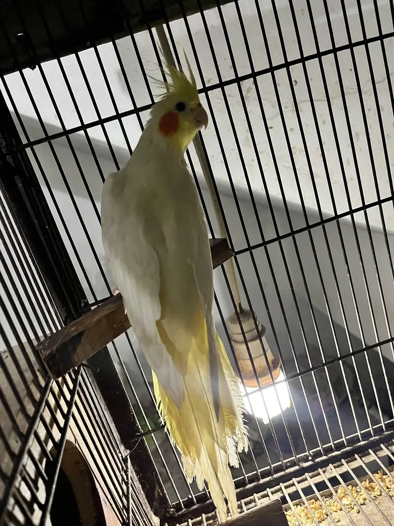 Kasi na Jo bird sale karna ha vo rabta kra surf sale kra — photo 2