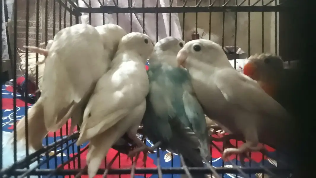 Kasi na Jo bird sale karna ha vo rabta kra surf sale kra — photo 3