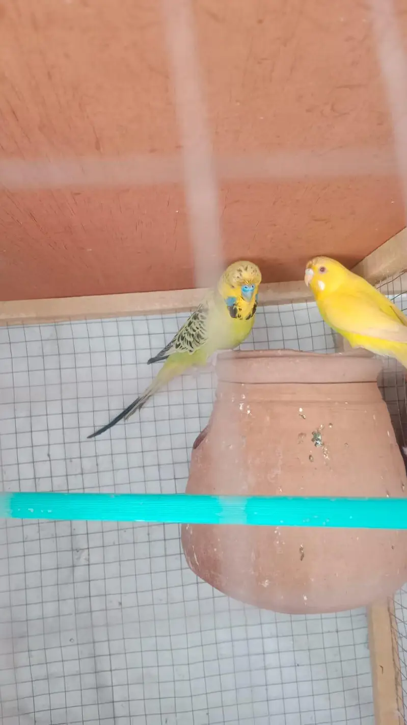 Kasi na Jo bird sale karna ha vo rabta kra surf sale kra — photo 4