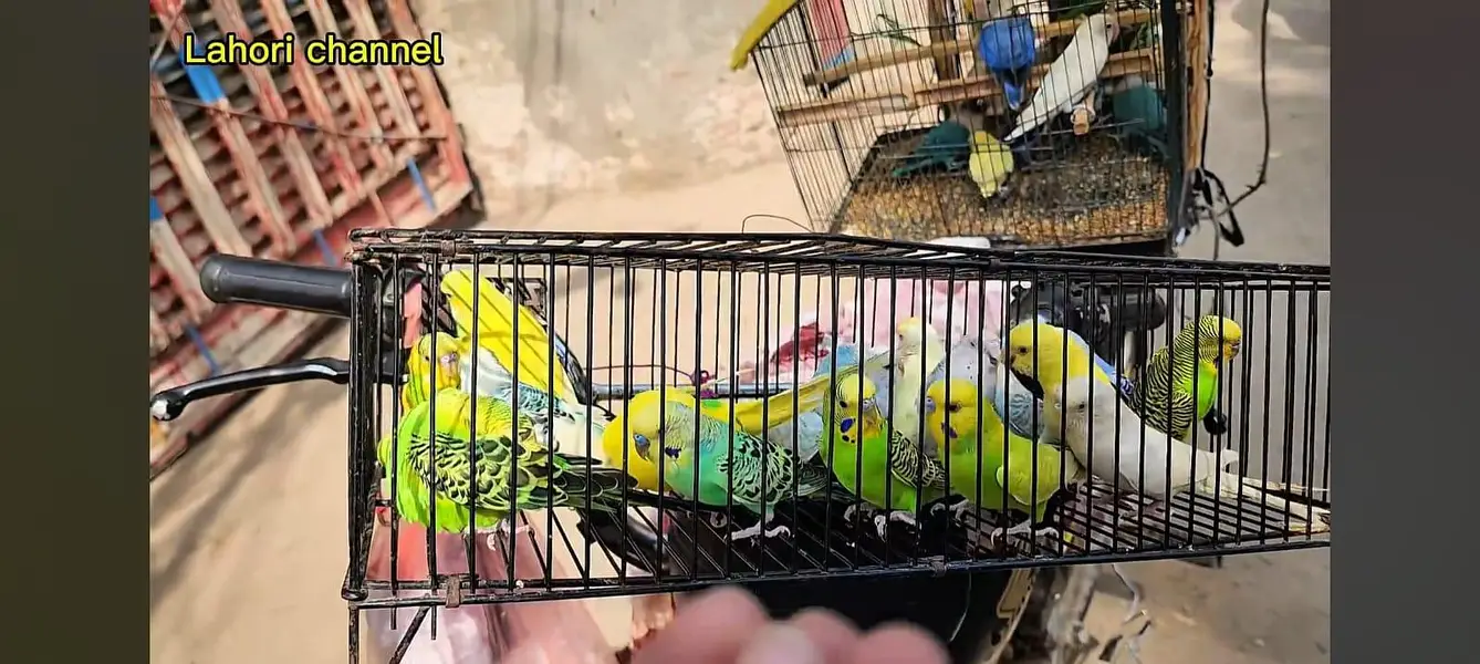 Kasi na Jo bird sale karna ha vo rabta kra surf sale kra — photo 5