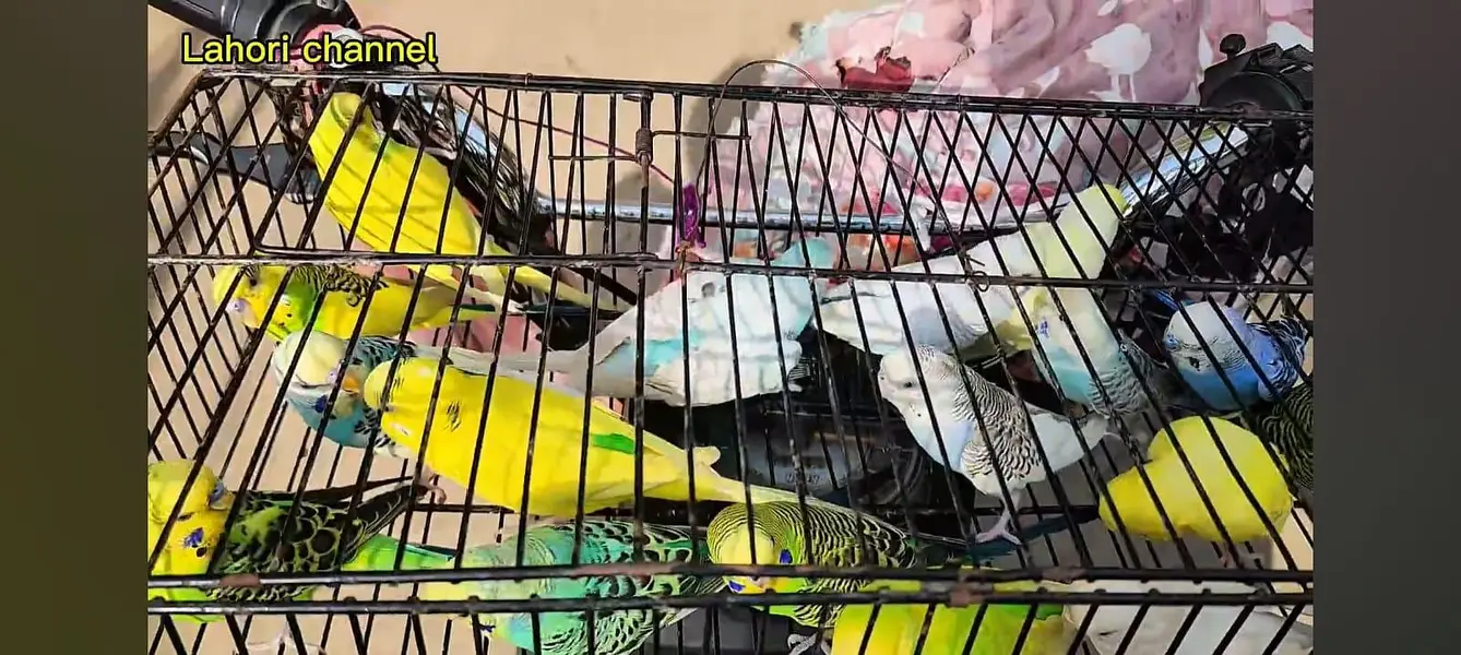 Kasi na Jo bird sale karna ha vo rabta kra surf sale kra — photo 6