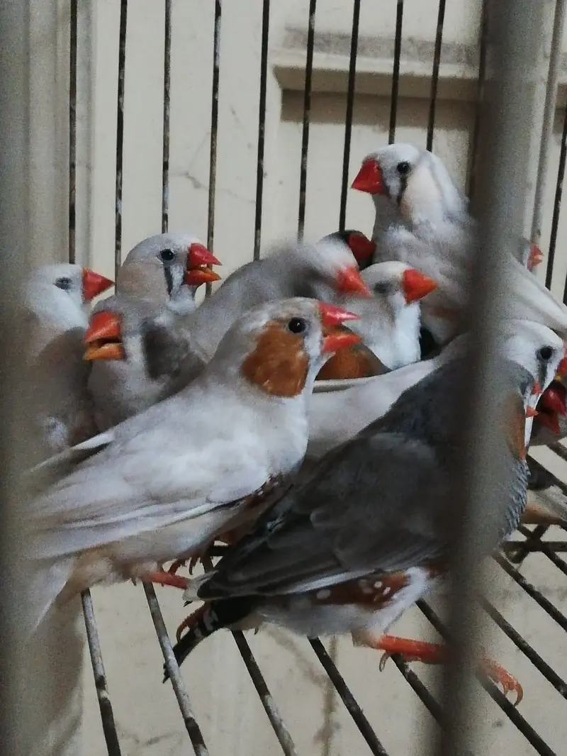 Kasi na Jo bird sale karna ha vo rabta kra surf sale kra — photo 8