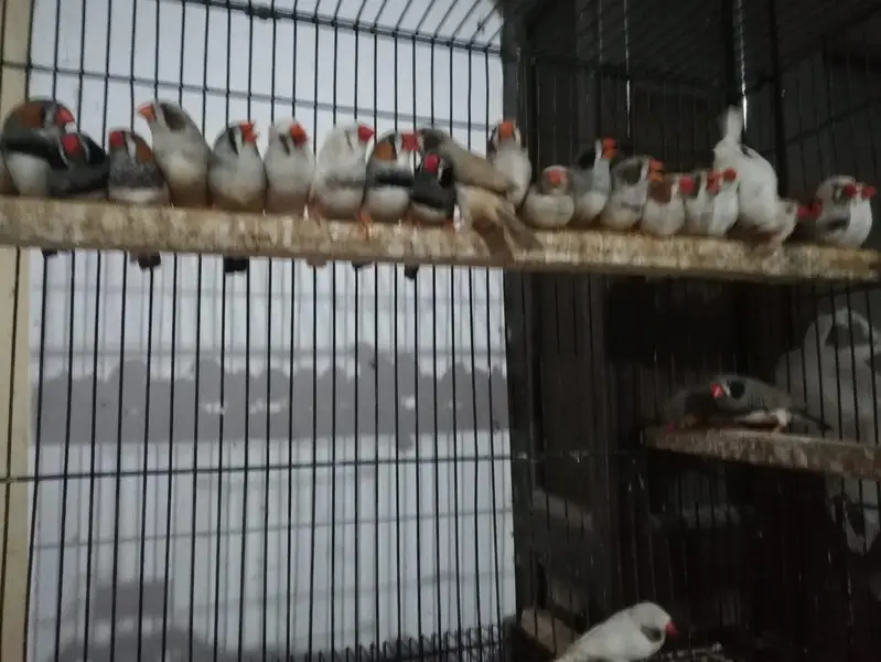 Kasi na Jo bird sale karna ha vo rabta kra surf sale kra — photo 9