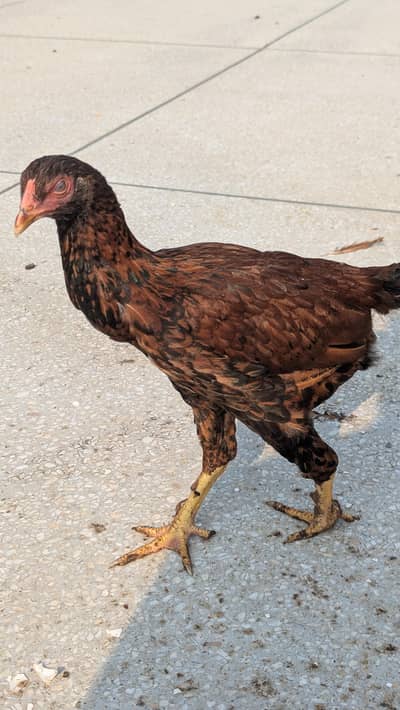 Aseel / Brahma cross Chicks Hens