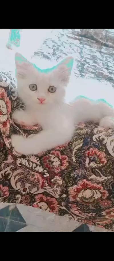 kitten for sale 03495284842 whatsap