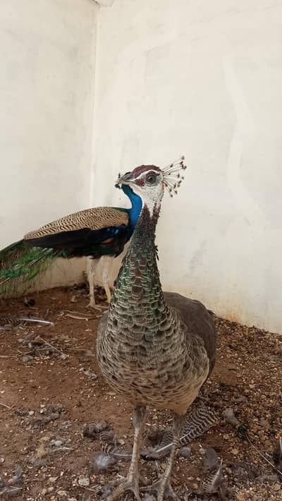 Indian blue peafowl and peahen