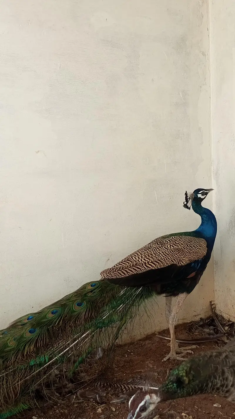 Indian blue peafowl and peahen — photo 2