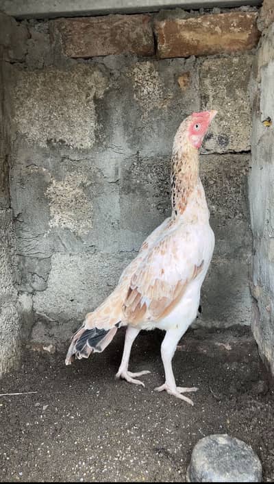 High quality Aseel Female