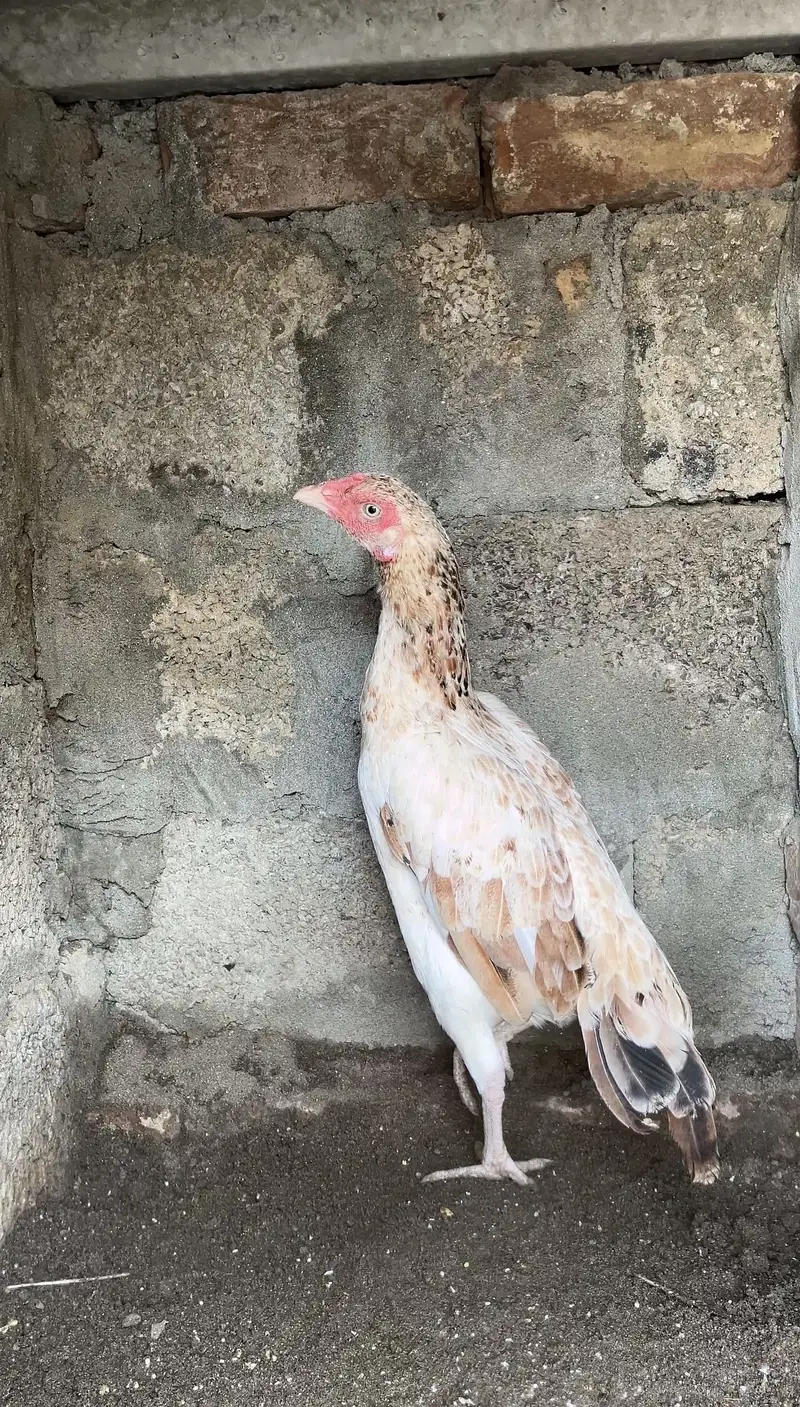 High quality Aseel Female — photo 2
