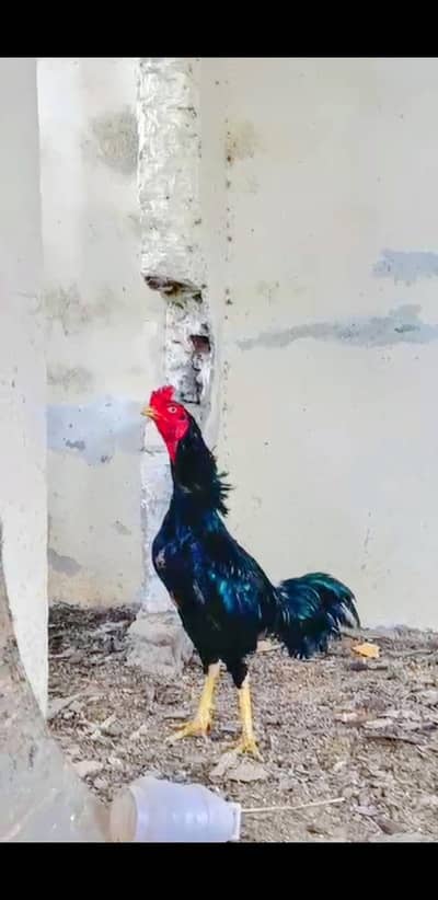 ASEEL LASSANI MUSHKA AND SHAMO FOR SELL
