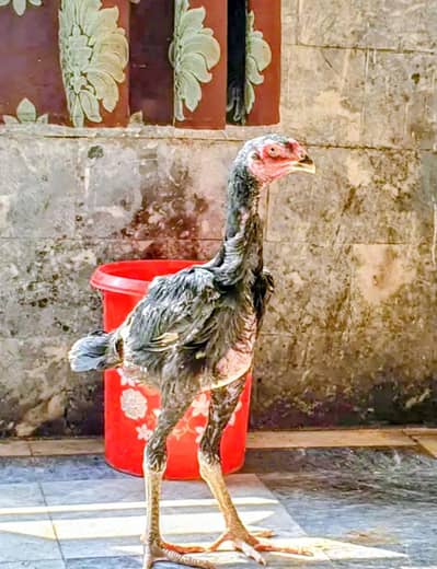 SHAMO FOR SELL