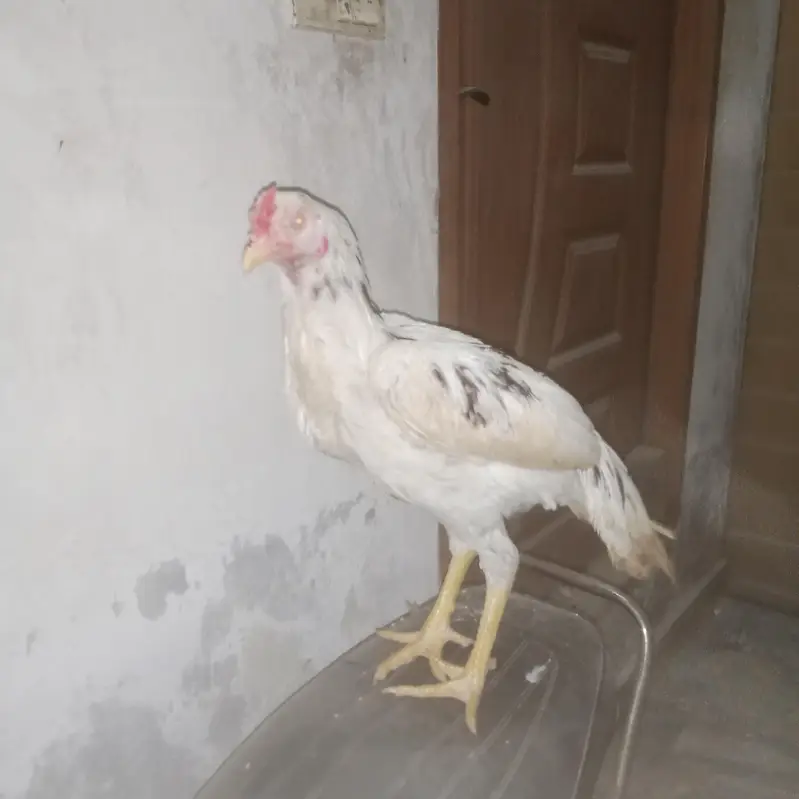Aseel murgha pair for sale — photo 4