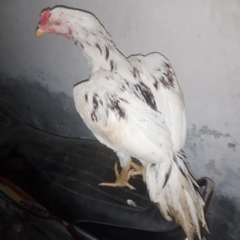 Aseel murgha pair for sale — photo 7