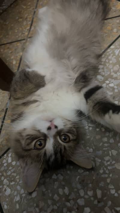 Persian Kitten | fluffy Coated | Fluffy Kittens | For Sale |