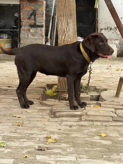 Chocolate color original breed labrador