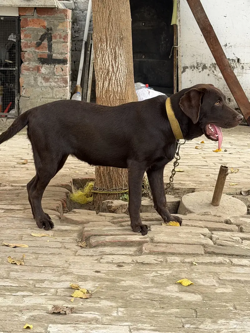 Chocolate color original breed labrador — photo 2