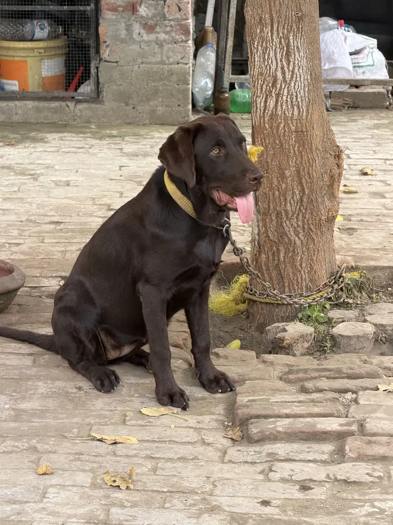 Chocolate color original breed labrador — photo 3