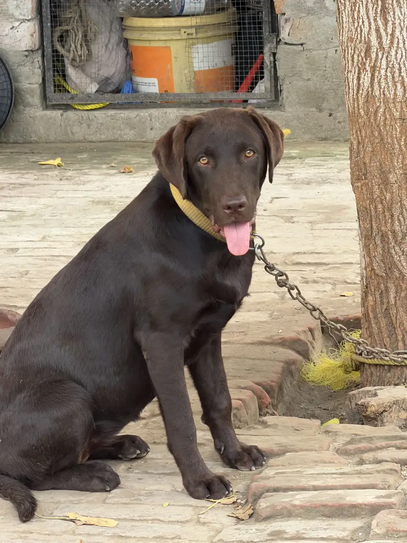 Chocolate color original breed labrador — photo 4