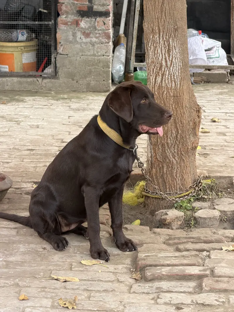 Chocolate color original breed labrador — photo 5