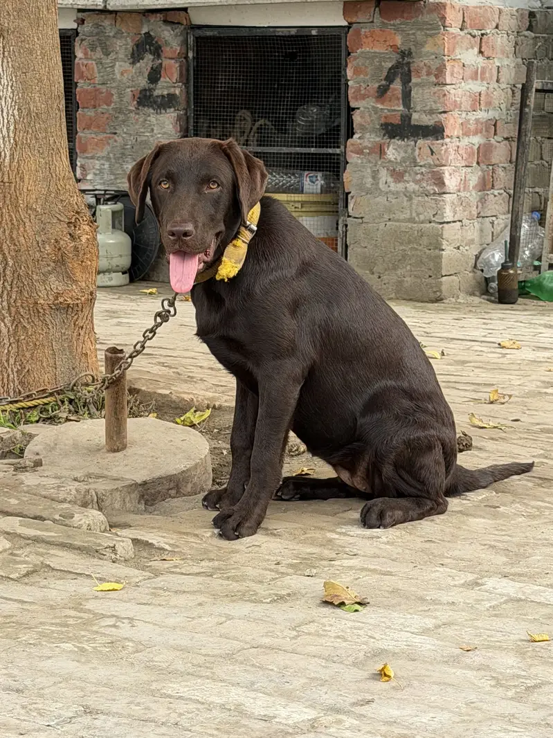Chocolate color original breed labrador — photo 6
