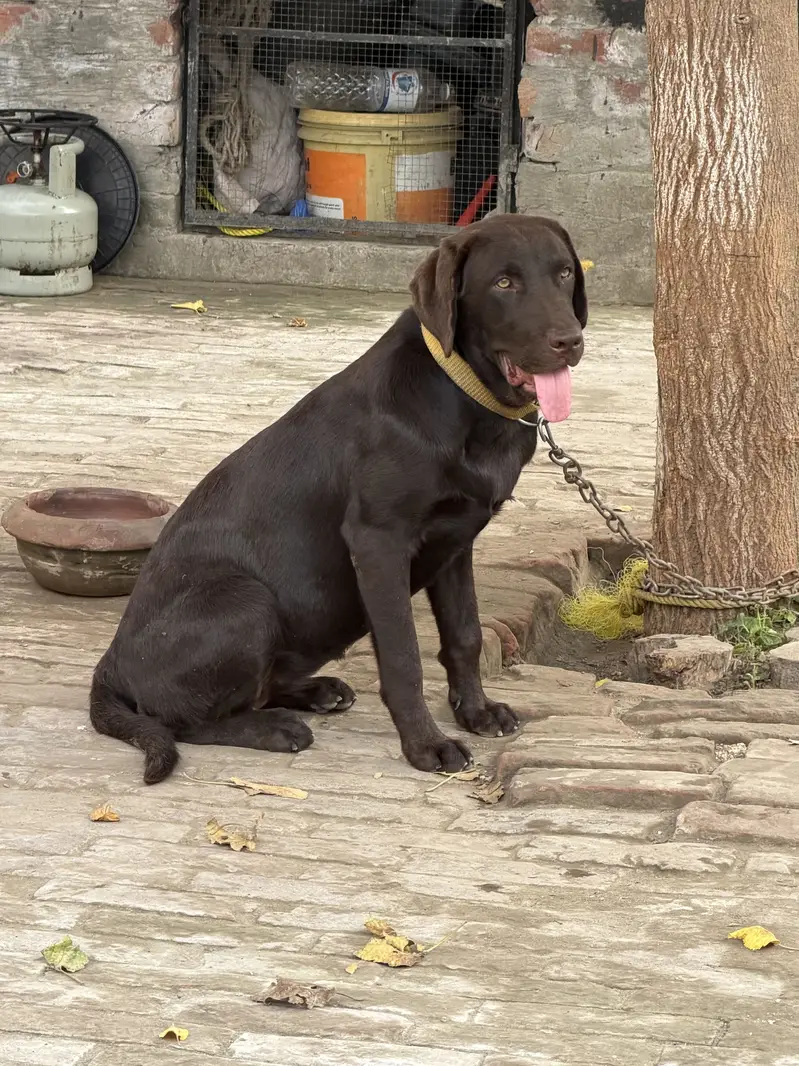 Chocolate color original breed labrador — photo 7