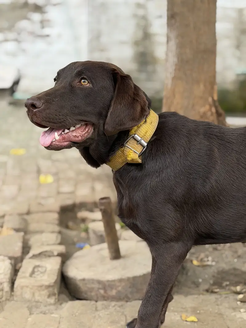 Chocolate color original breed labrador — photo 8
