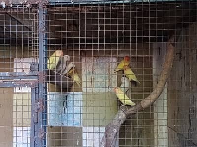 love birds