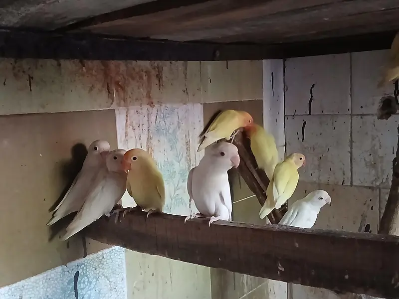 love birds — photo 2