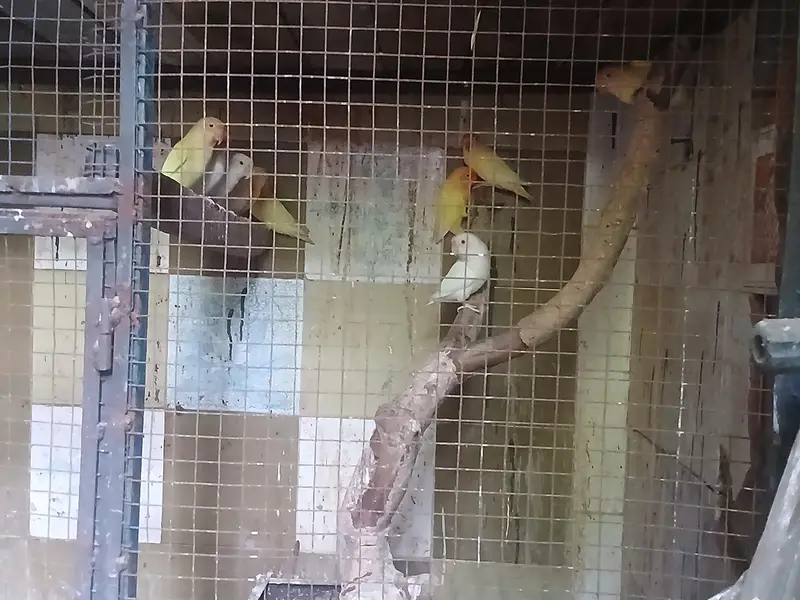 love birds — photo 3