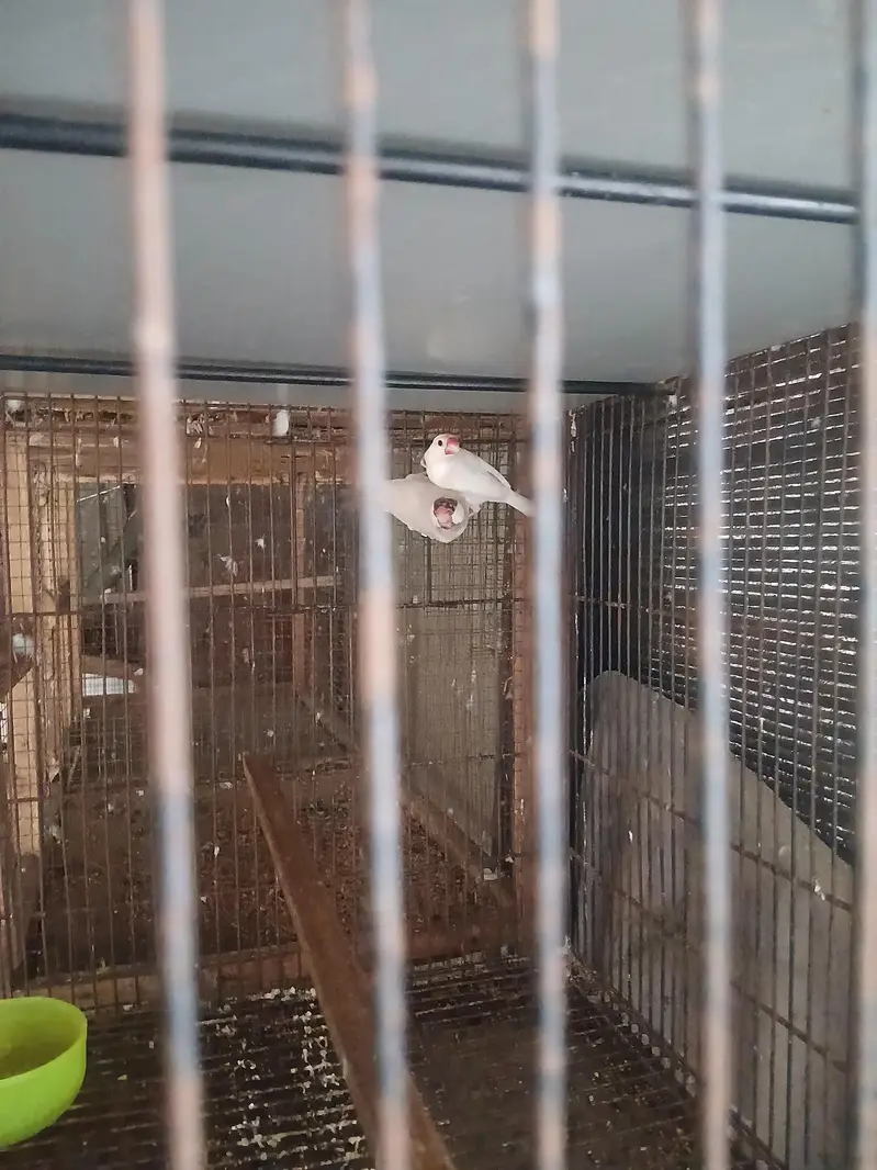 love birds — photo 5