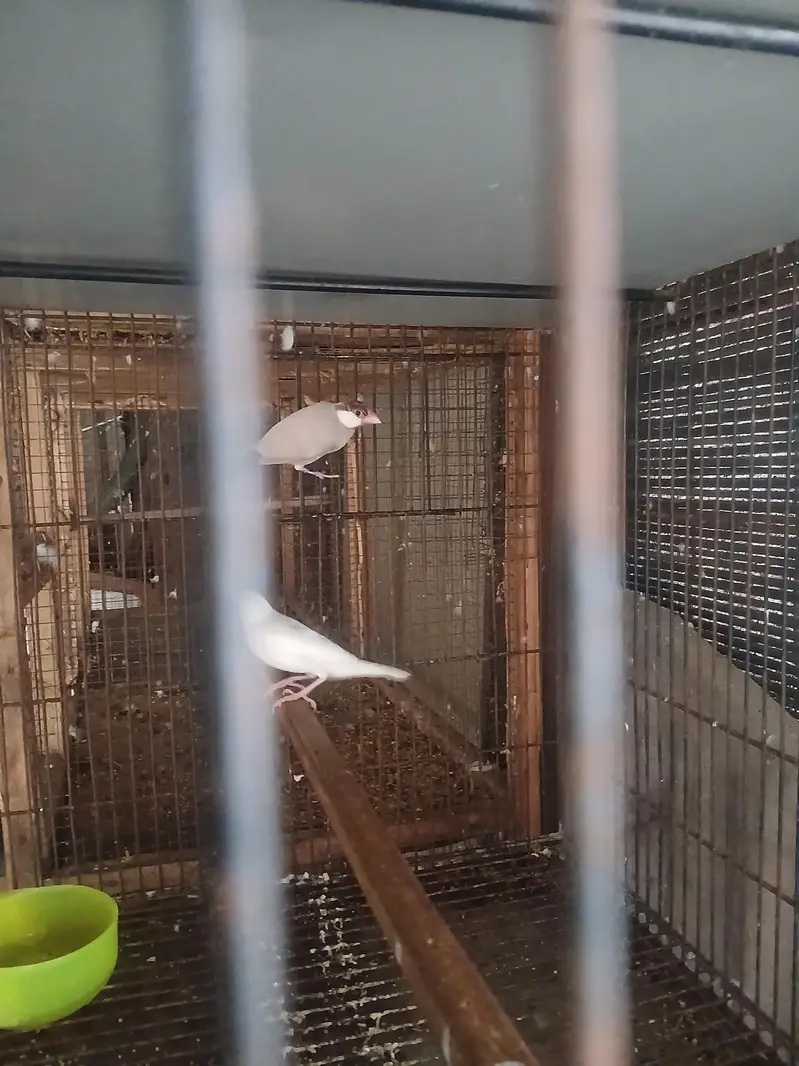 love birds — photo 6