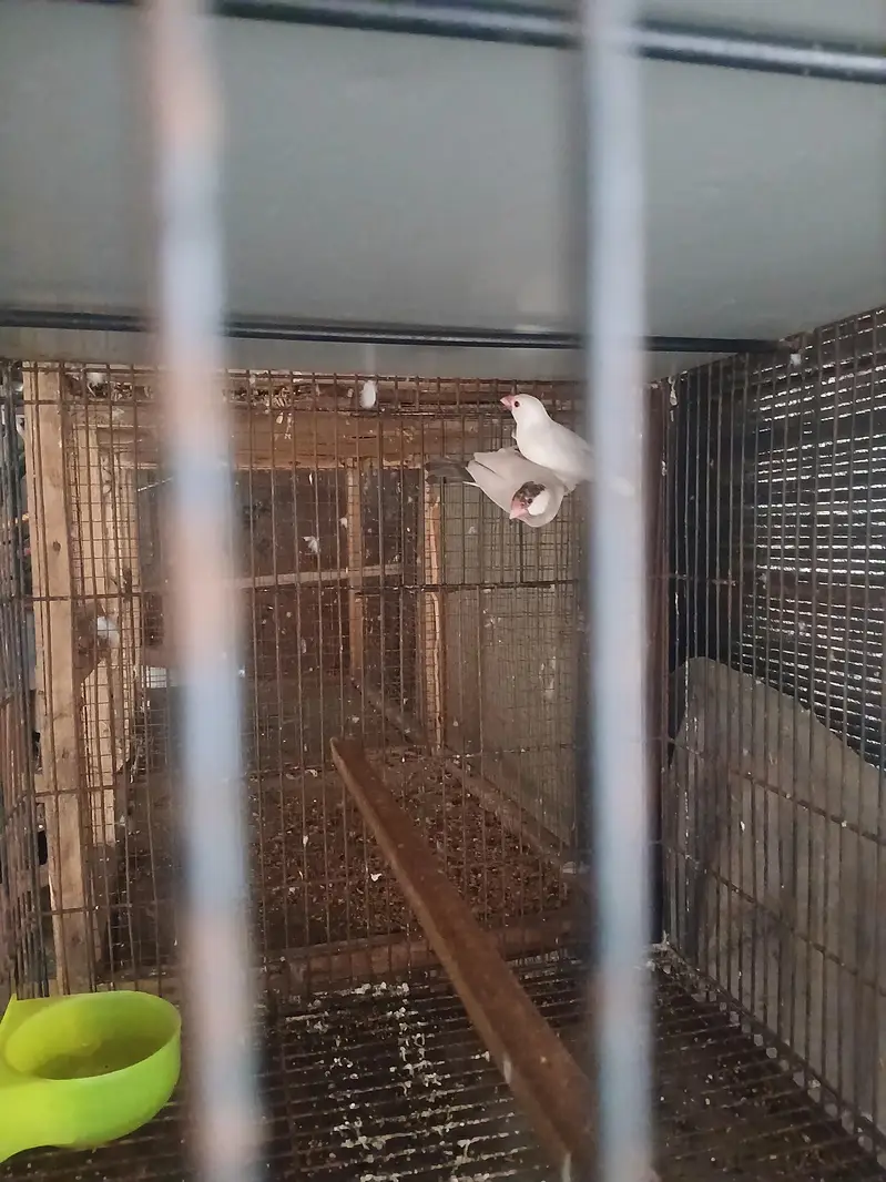 love birds — photo 7