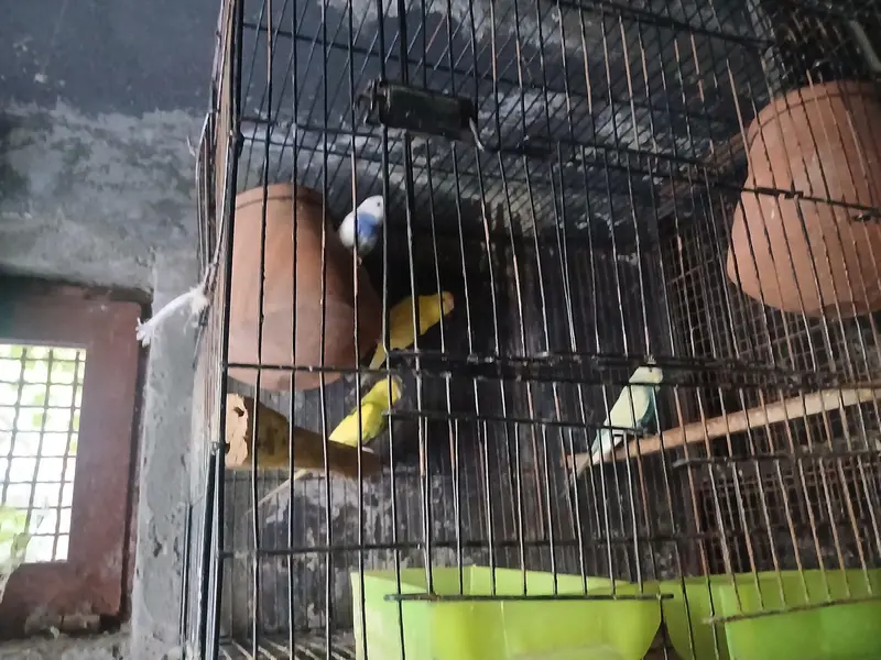 love birds — photo 8