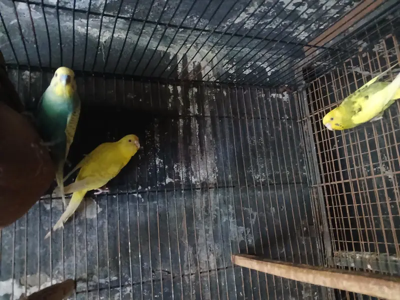love birds — photo 9