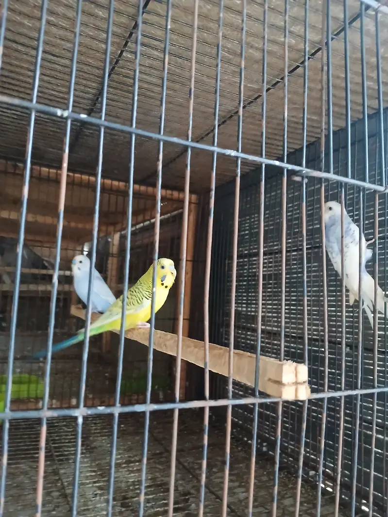 love birds — photo 11