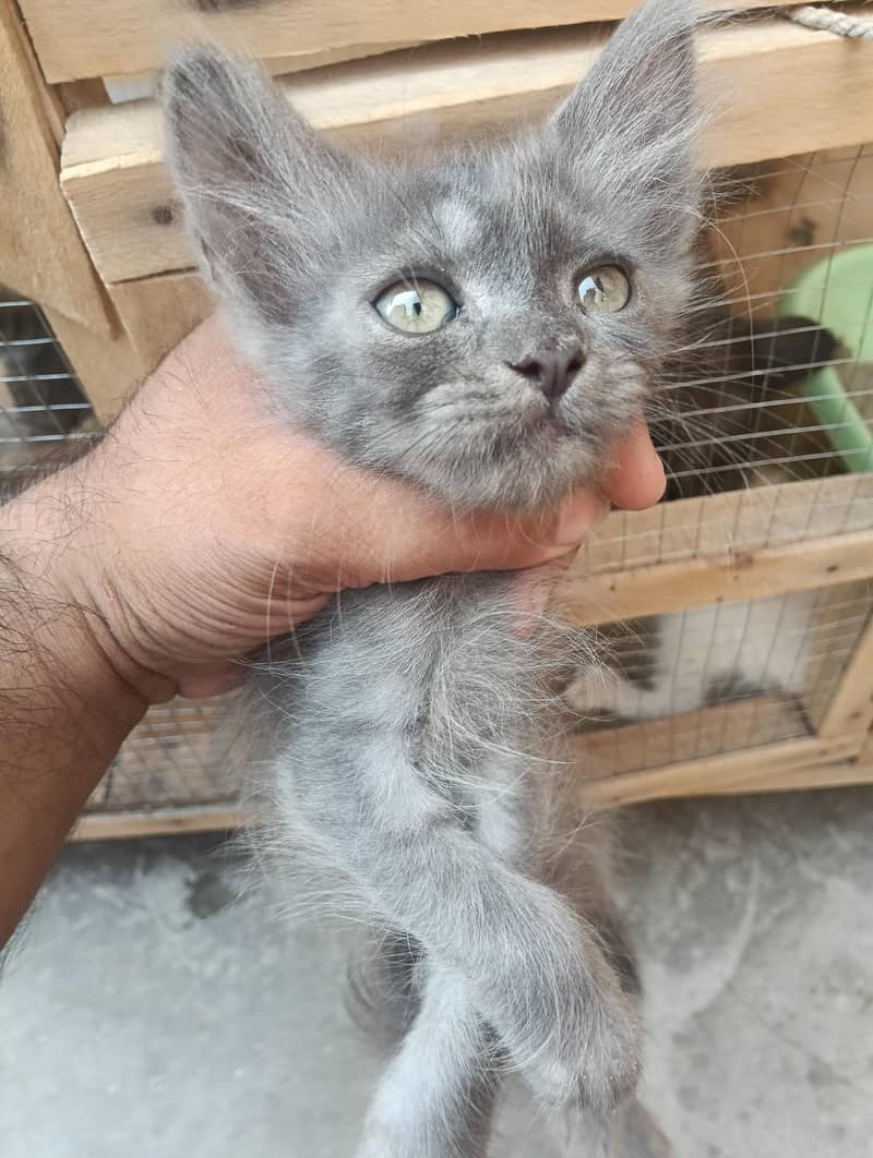 pershian 1