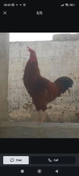 hen murga