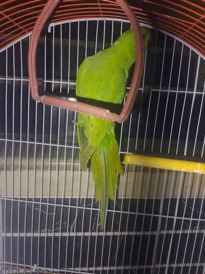 Breeder female ringneck