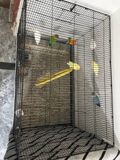 big pair with cage