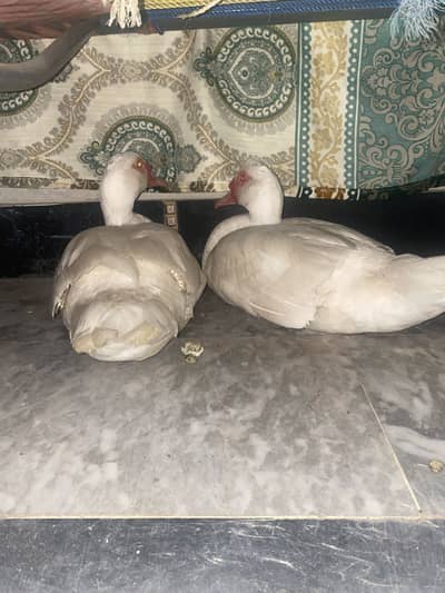 White duck