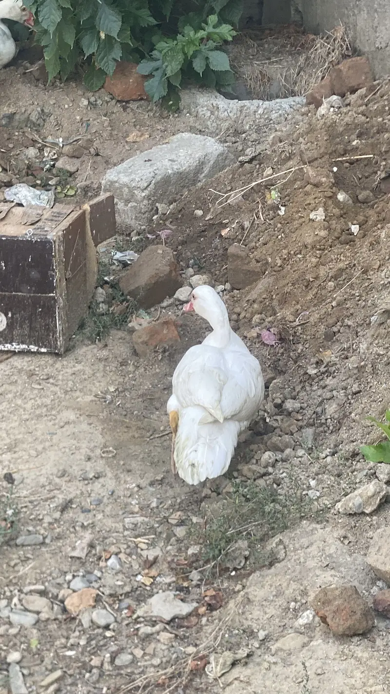 White duck — photo 2